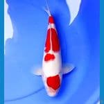 37cm MARUTEN KOHAKU HQ