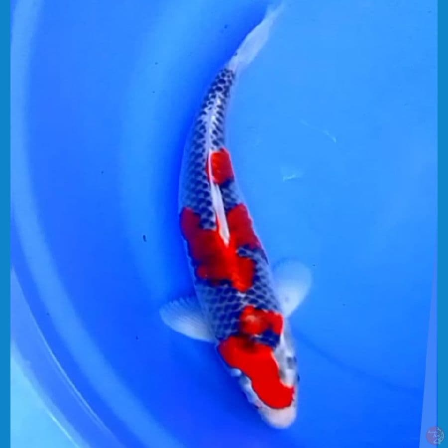 38cm GOSHIKI RACING