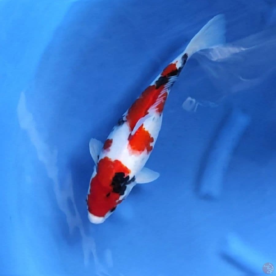 SHOWA SPESIAL # 36CM - F
