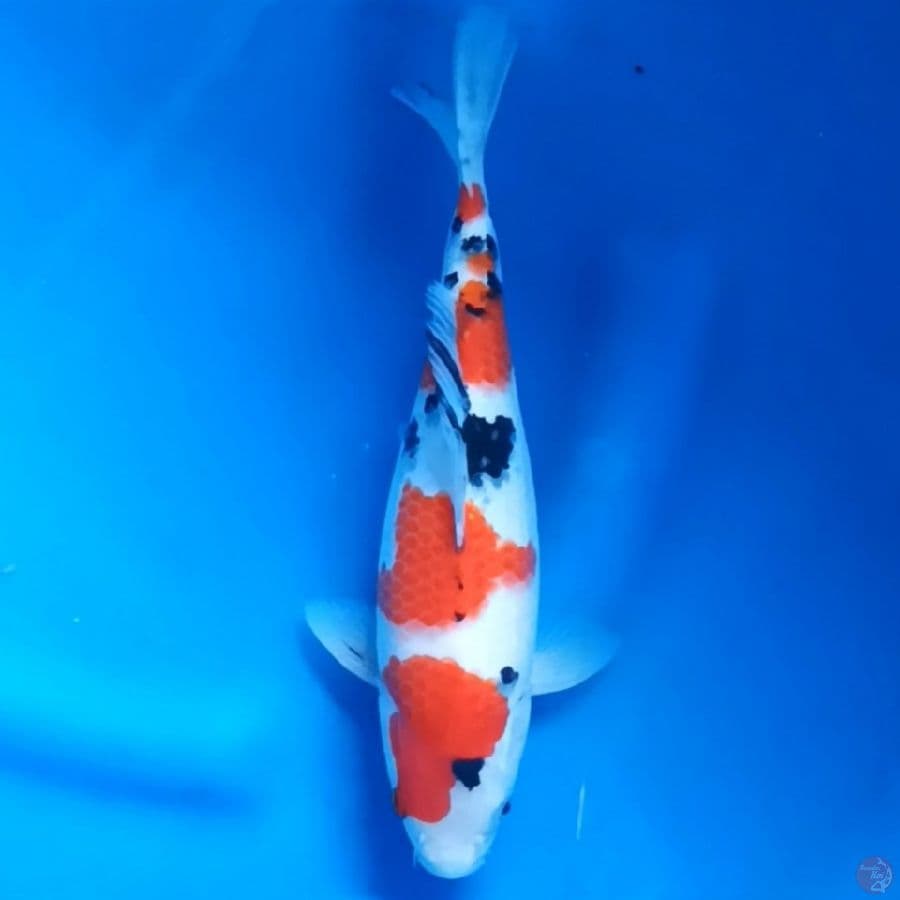 THAISO SHANSOKU # 27CM - F