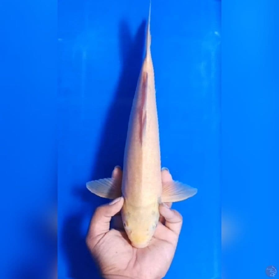 KARASHI # 36CM -F