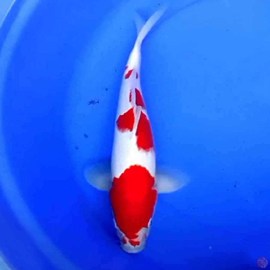 42cm JUMBO KOHAKU BARAIRONO