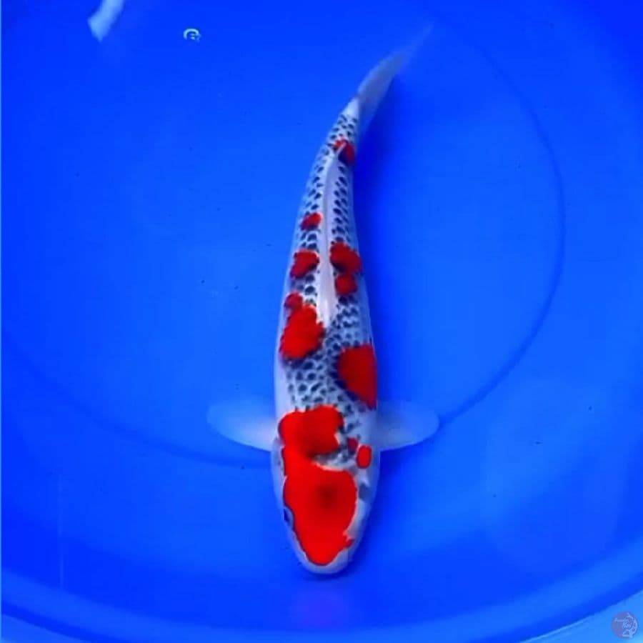 40cm GHOSIKI RED VELVET