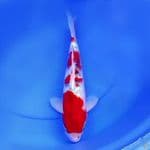 38cm GOSHIKI SUPER RED