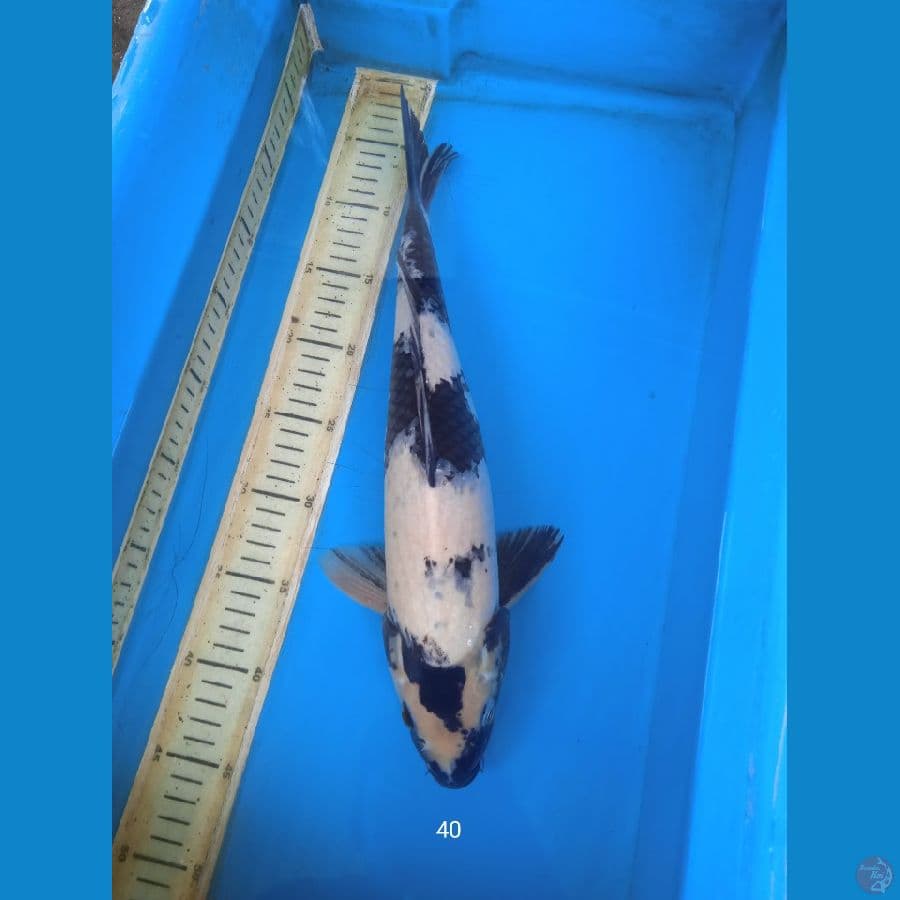 siro 40cm