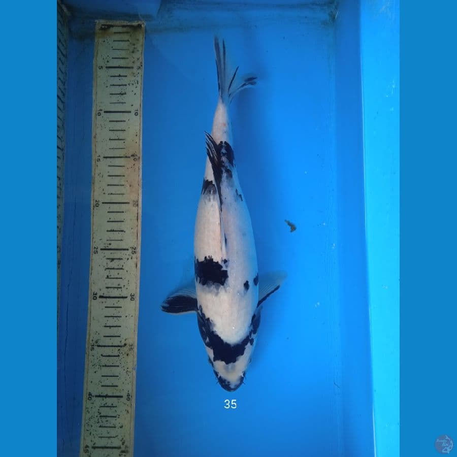 siro 35cm