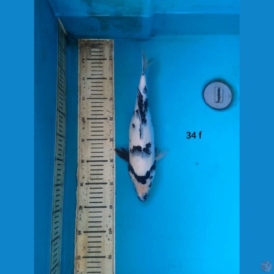 shiro 34cm F