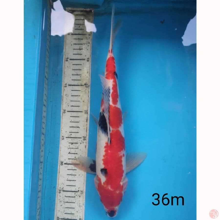 showa, 36cm male