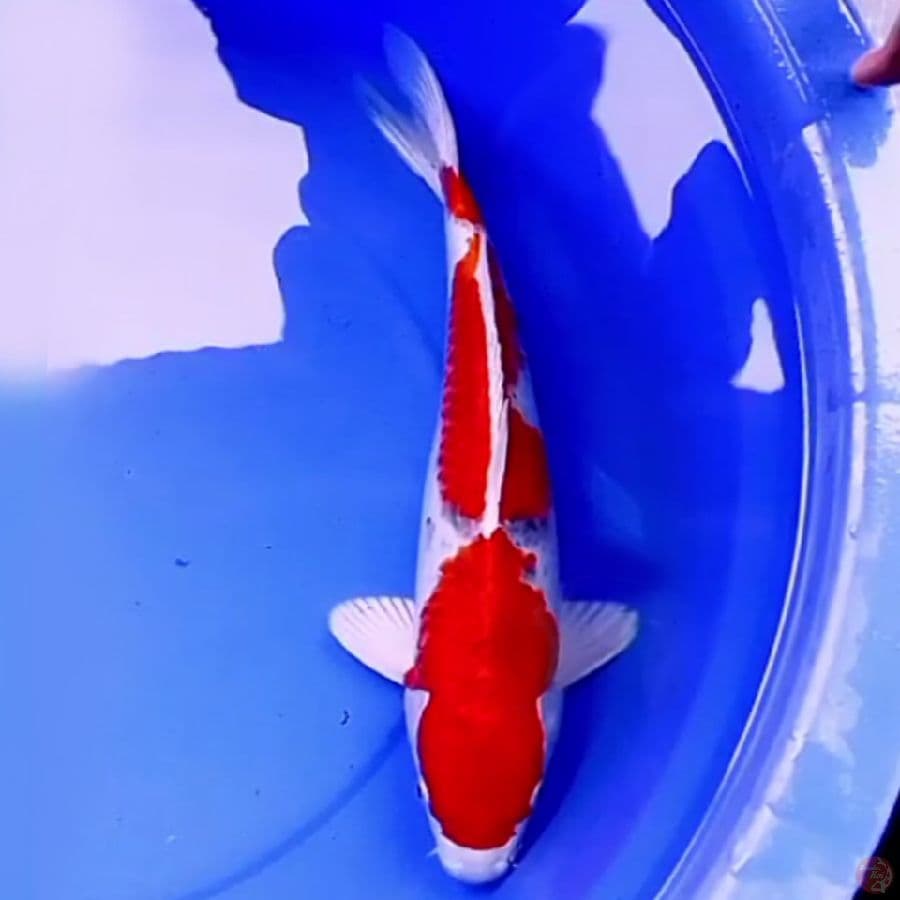 41cm RED KUJAKU JUMBO