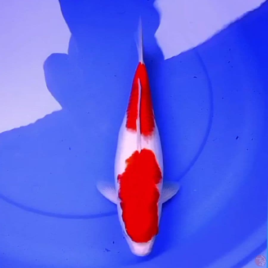 38cm 2STEP KOHAKU ORIGINAL