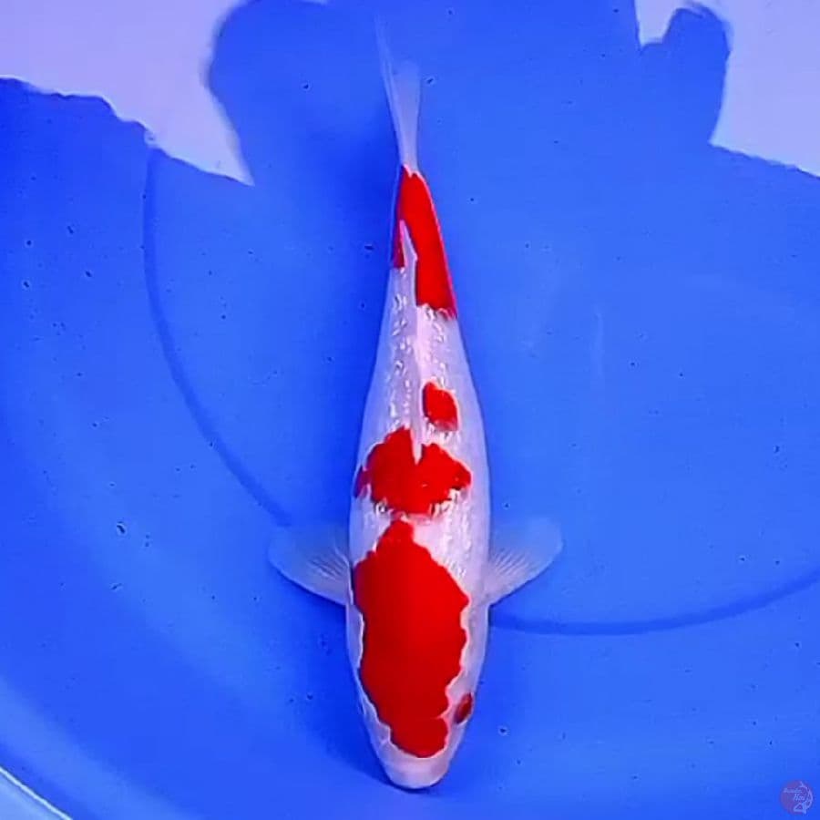 35cm KINGINRIN KOHAKU PEKAT