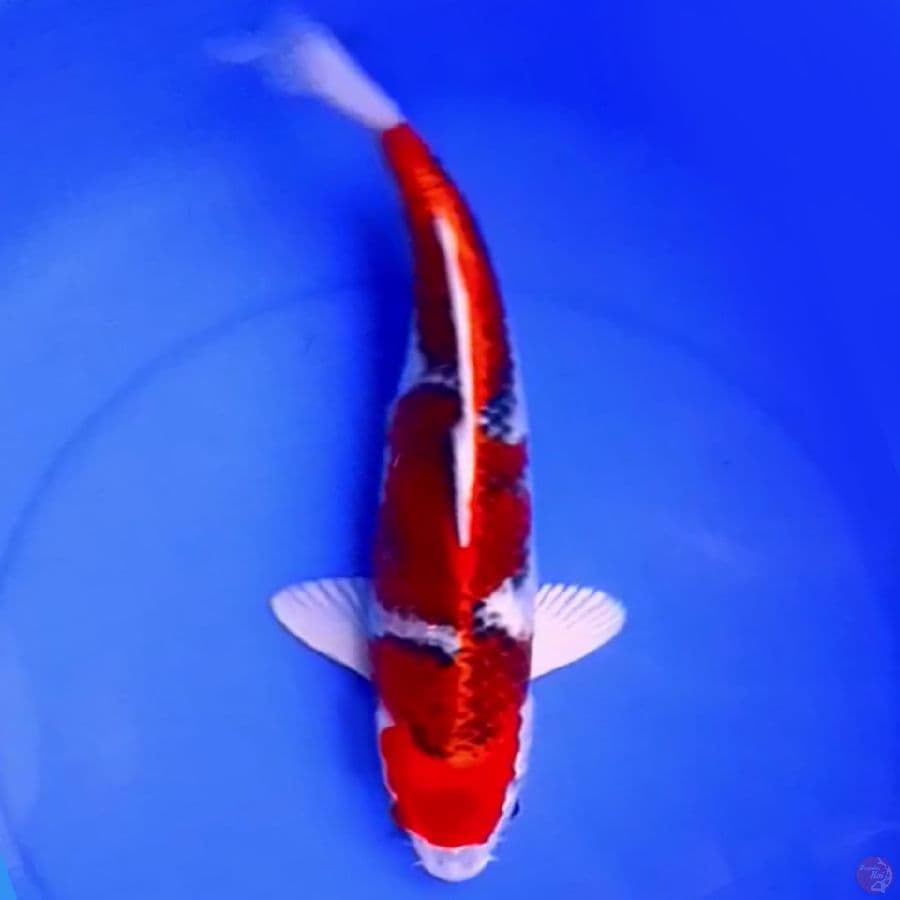 42cm NAGA AIR KUJAKU STRONG
