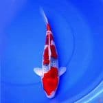 38cm GOSHIKI RACING ISTIMEWA 