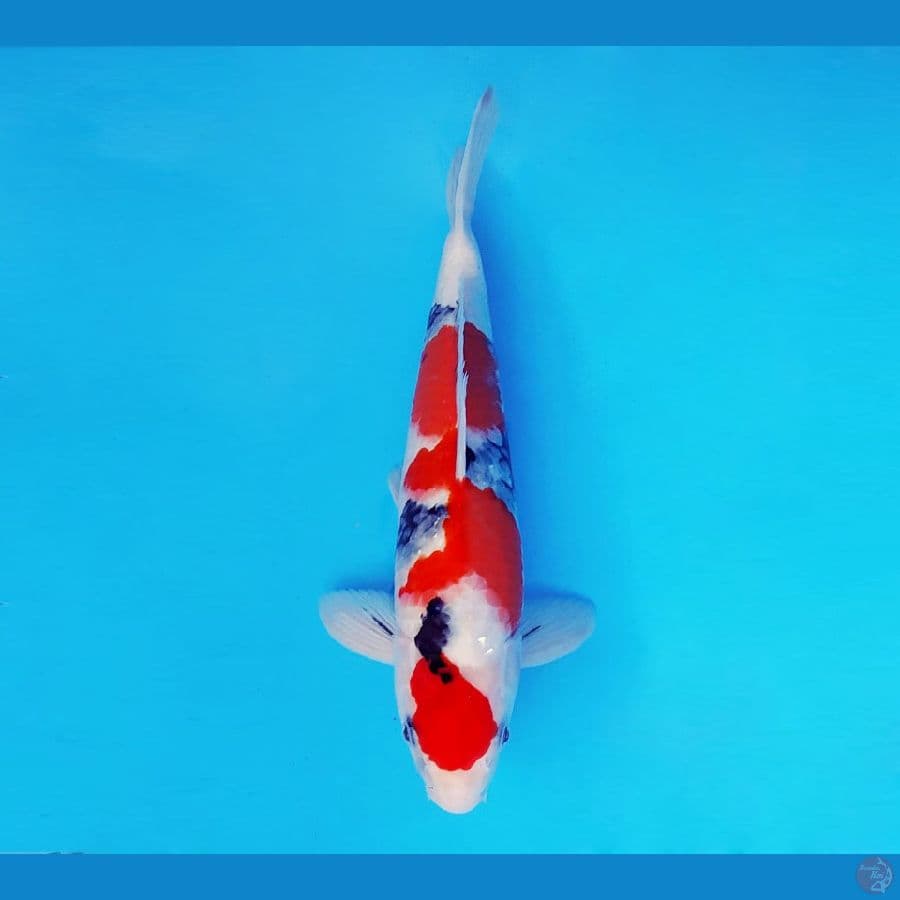 EMPIRE 2 ~ Showa Evolution 31 cm/male ™