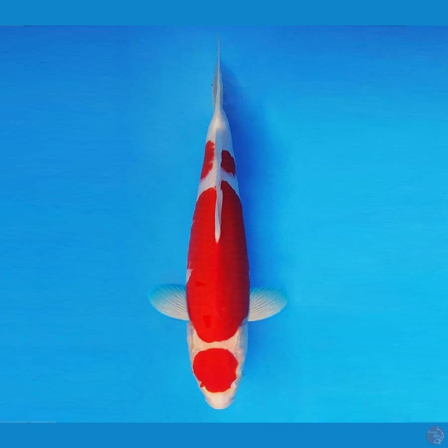 EMPIRE 6 ~ Maruten Kohaku Halus 35 cm/male ™