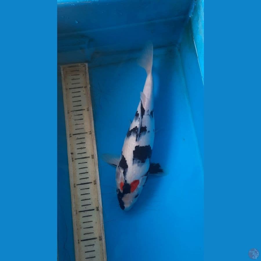 Tancho Showa, 32cm female