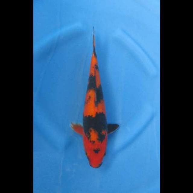 Hi UTSURI - MERAH TEMBUS