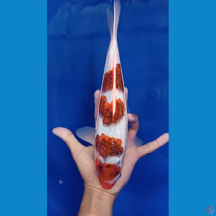 29 Cm