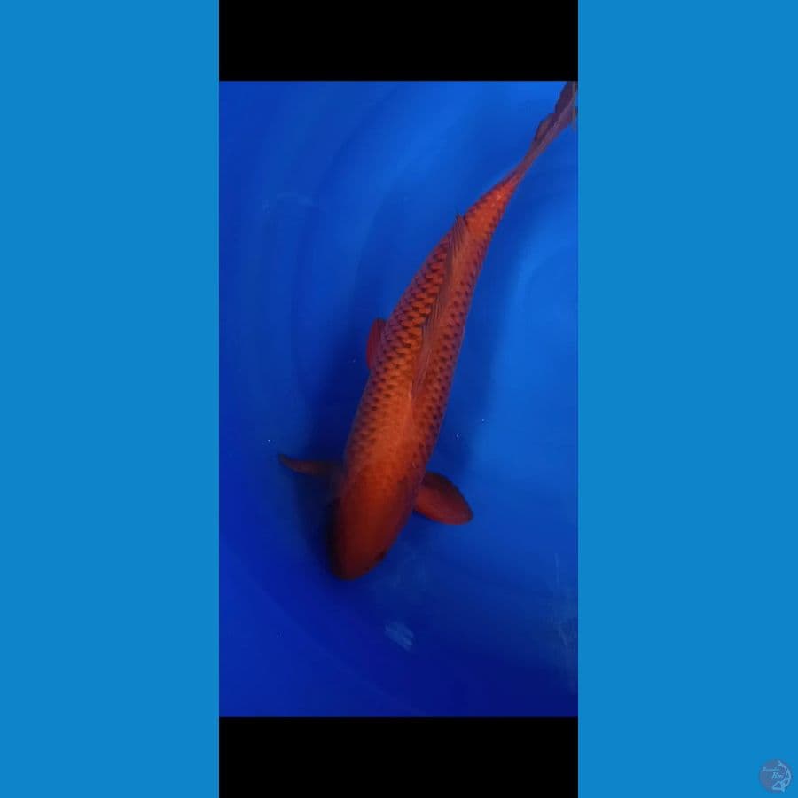 Cagoi Jantan 48 cm