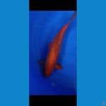 Cagoi Jantan 48 cm