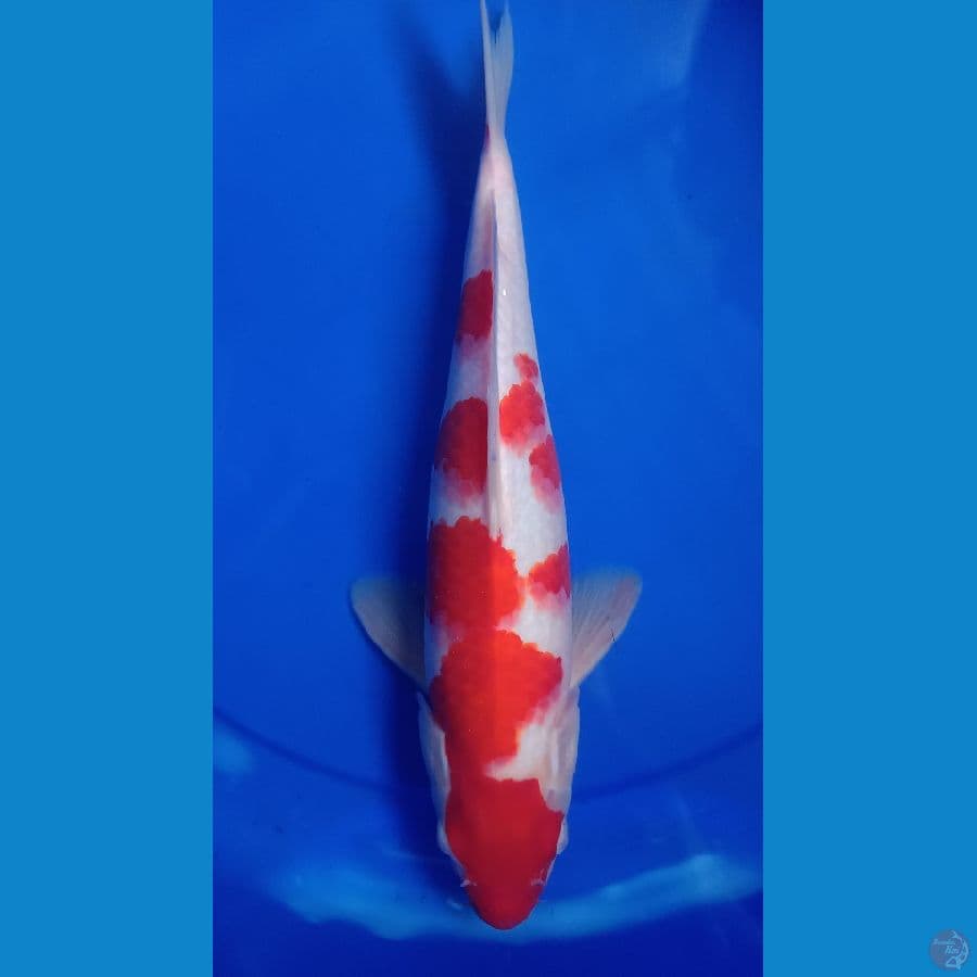 Kohaku Jantan 30 cm