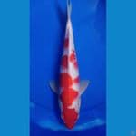 Kohaku Jantan 30 cm