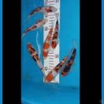 paket 7 ekor khaku sanke,13,15,18 cm