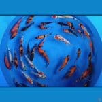 paket mix utsuri 50 ekor 15-20