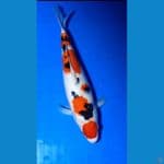 super maruten sanke 32 cm