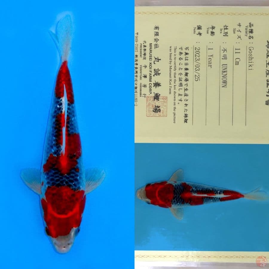 MARUSEI GOSHIKI SQ 23CM