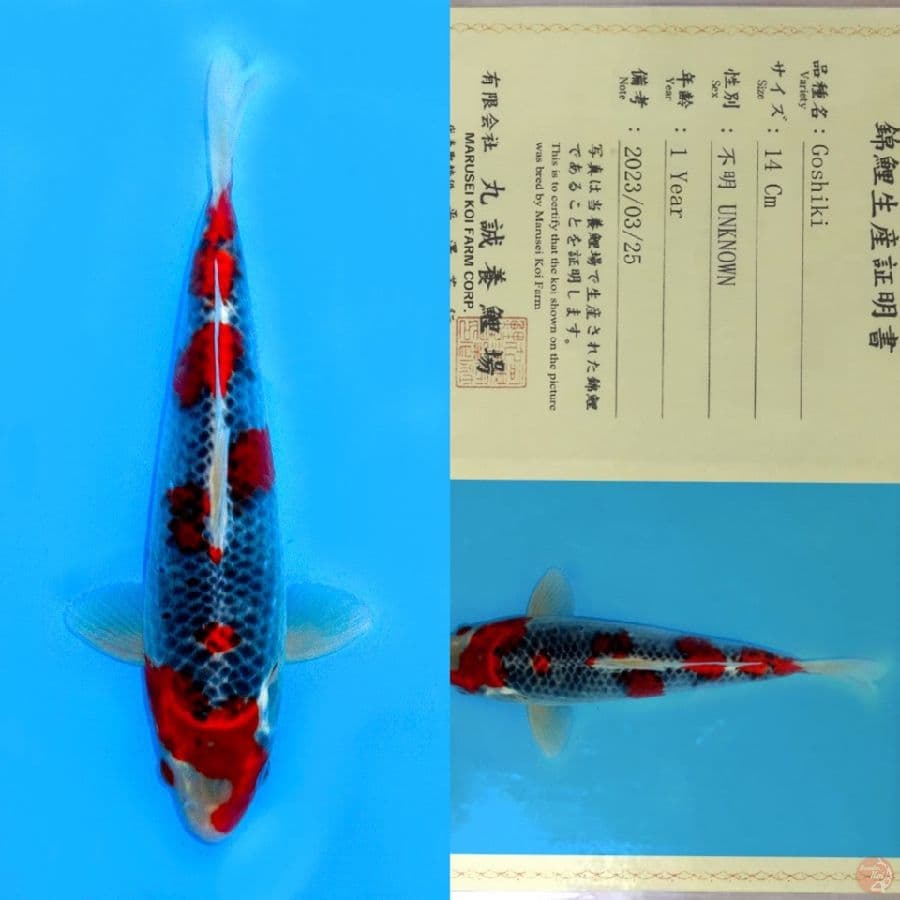 MARUSEI GOSHIKI SQ 27CM