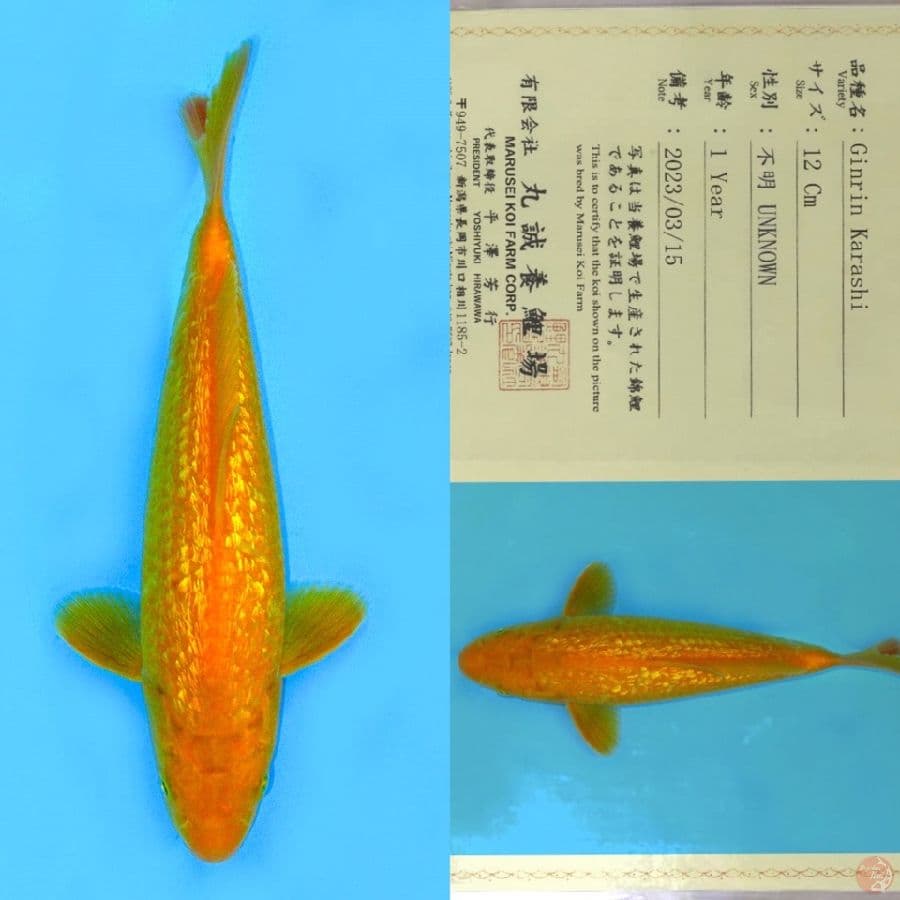 MARUSEI GINRIN KARASHI SQ 24CM