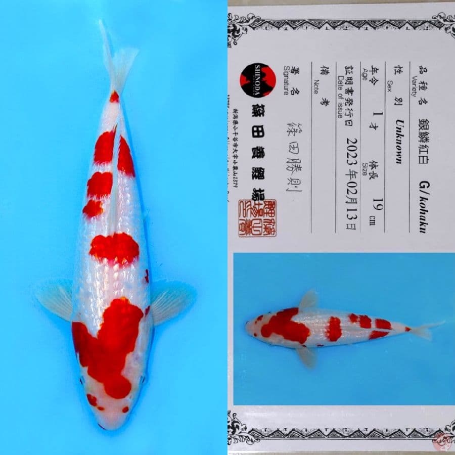 SHINODA SAKURAN GINRIN KOHAKU SQ 30CM