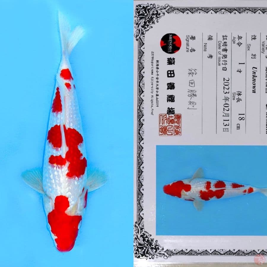 SHINODA YONDAN KOHAKU SQ 29CM