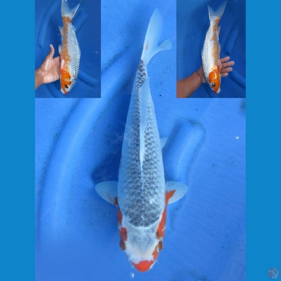 34cm - Asagi