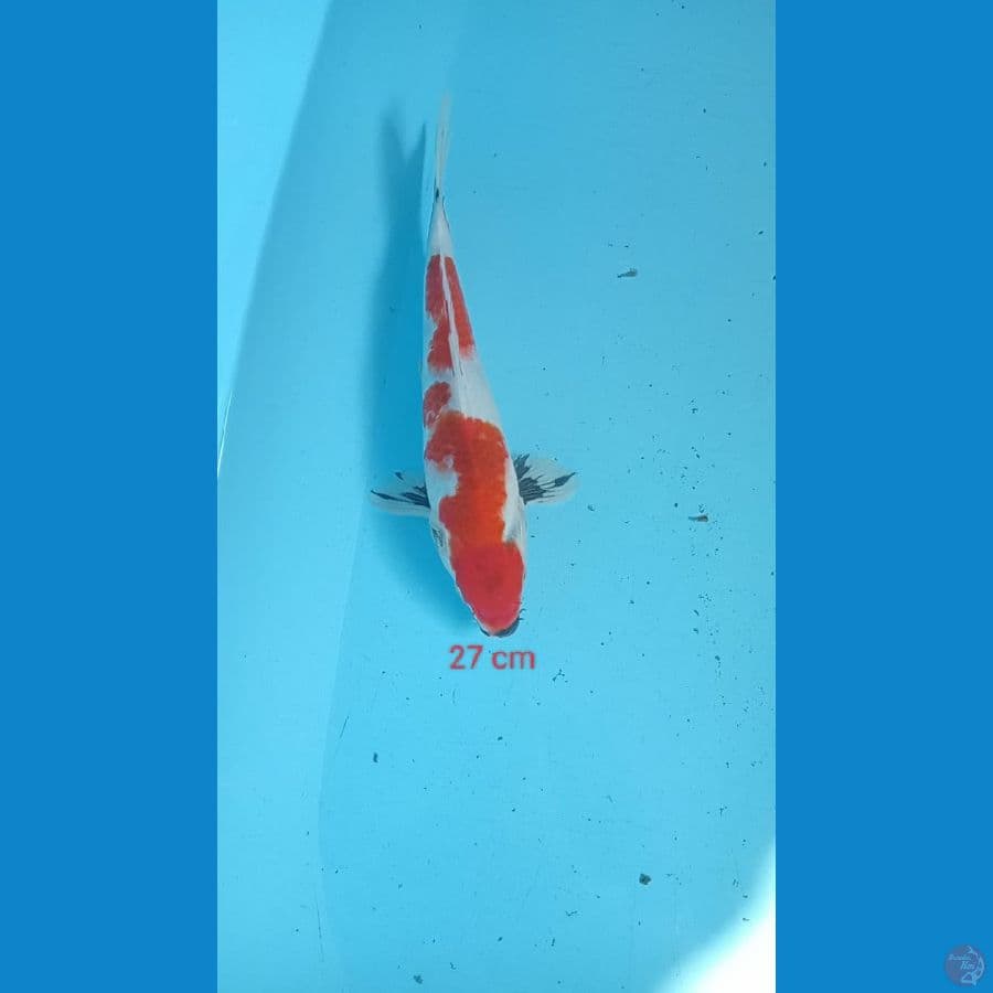 showa 27 cm