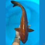 cagoi male 41 cm