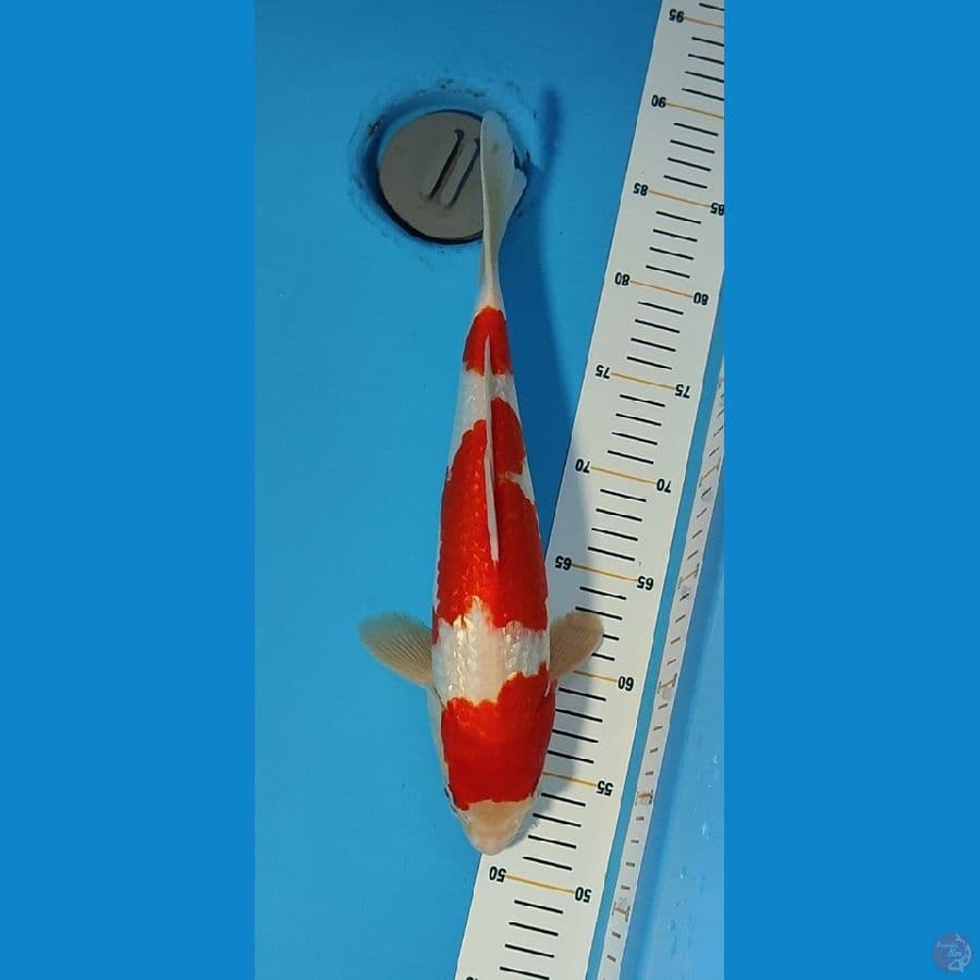 KOHAKU GINRIN ORIGINAL ~35cm/Male~