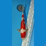 KOHAKU GINRIN ORIGINAL ~35cm/Male~