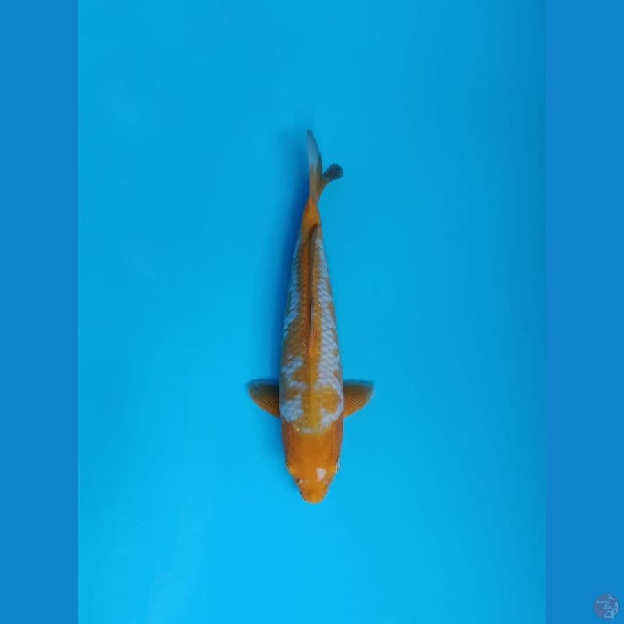 sabikoyo 35cm