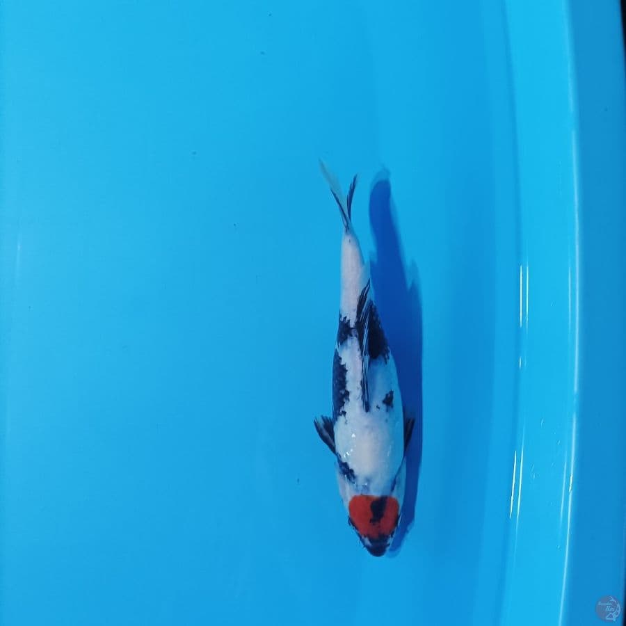 tancho showa 31 cm