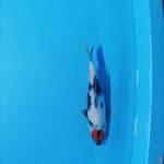 tancho showa 31 cm
