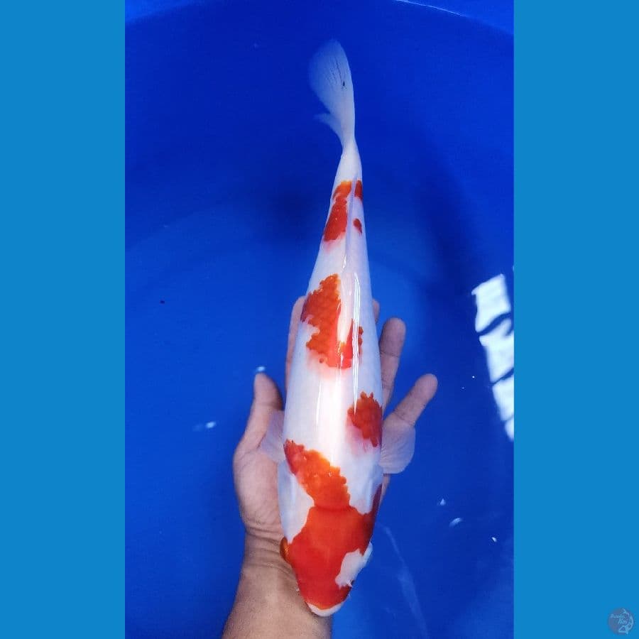 35bu kohaku