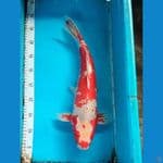 Sabi Koyo 44cm Male