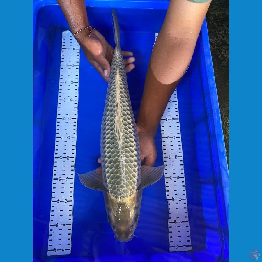 ogon 53 jantan ~ ak6
