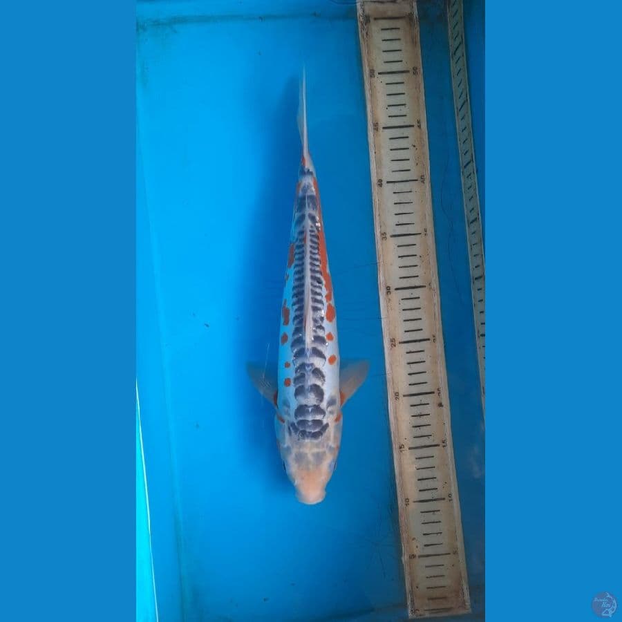 Shusui, 37cm male