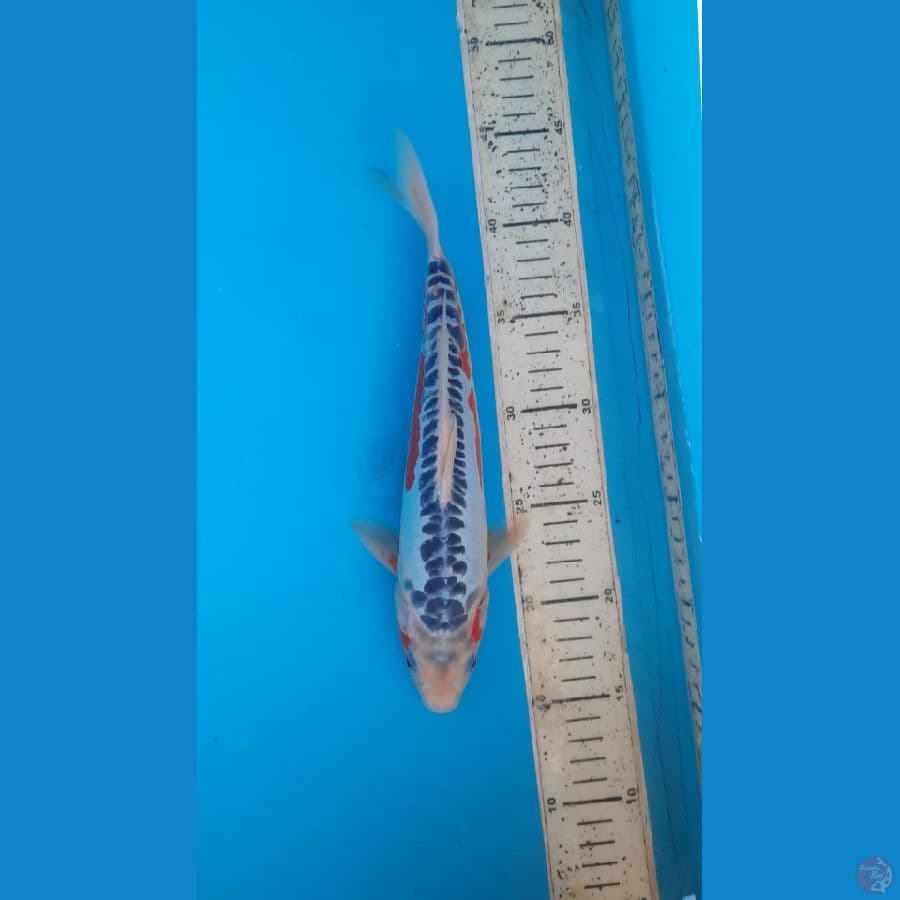 Shusui, 29cm male