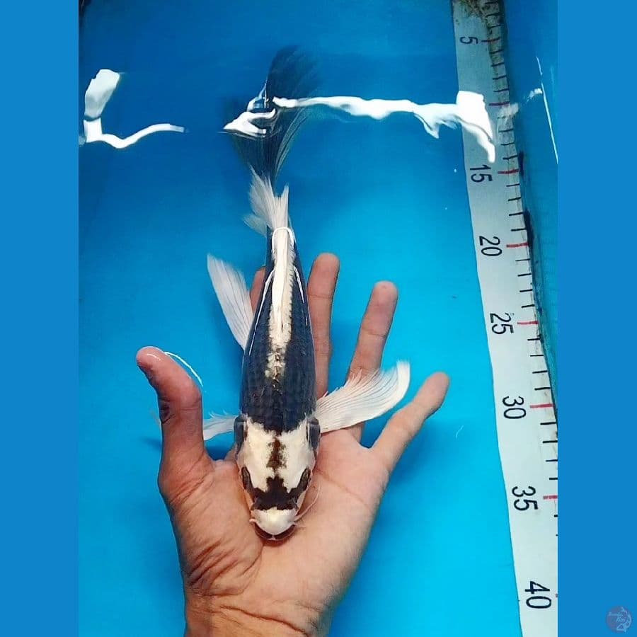 Gin Kabuto Salayer 27cm Male