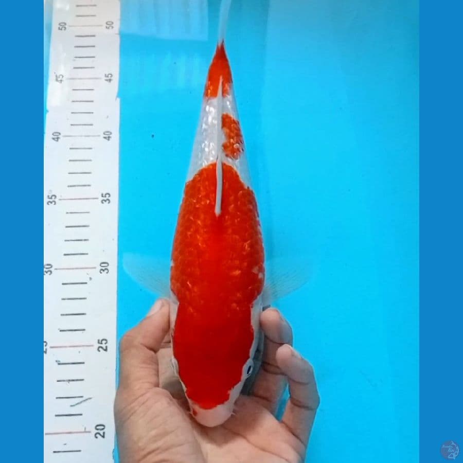 29cm