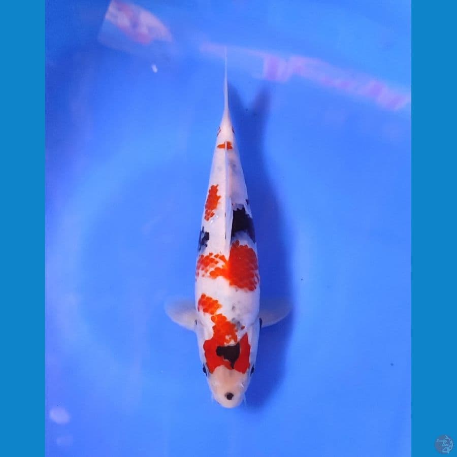 ALQUT- SHOWA